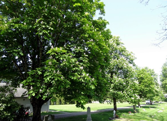 Cemetery Trees
